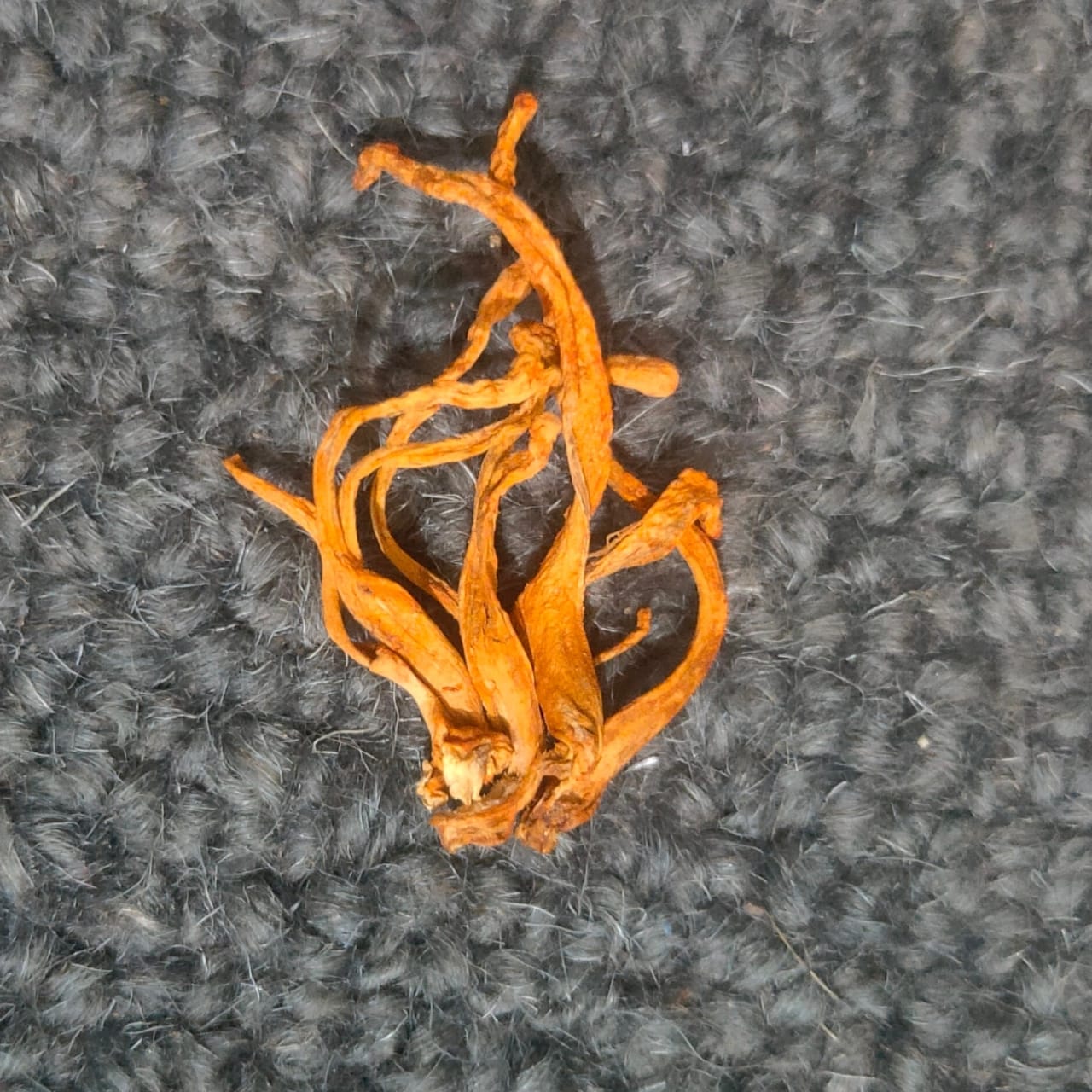Himalayan Gold Cordyceps