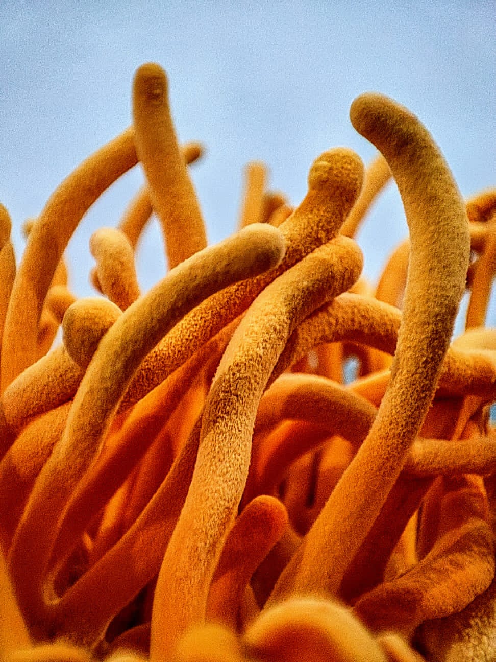 Cordyceps Militaris close-up showing quality strands